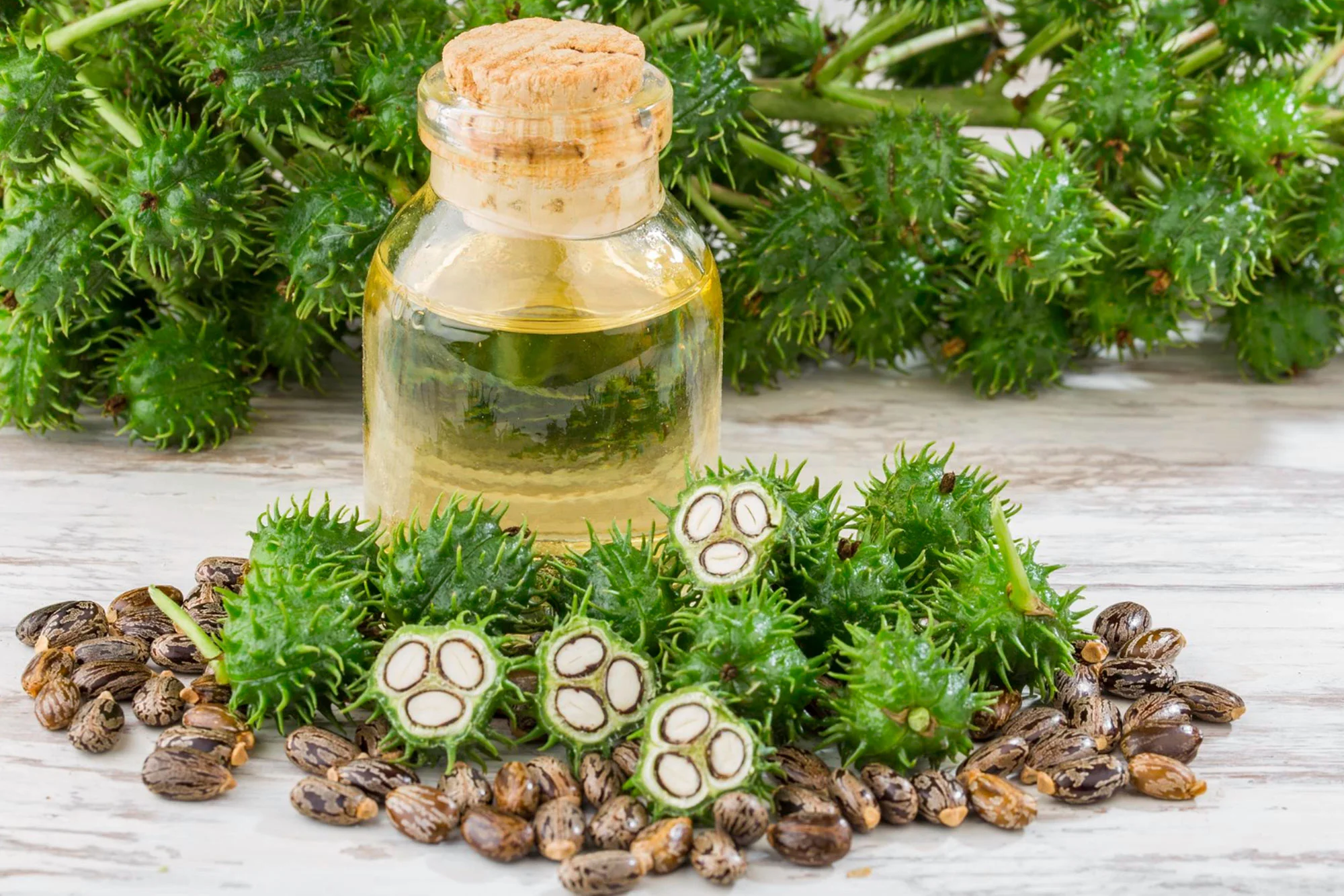 Castor oil processing