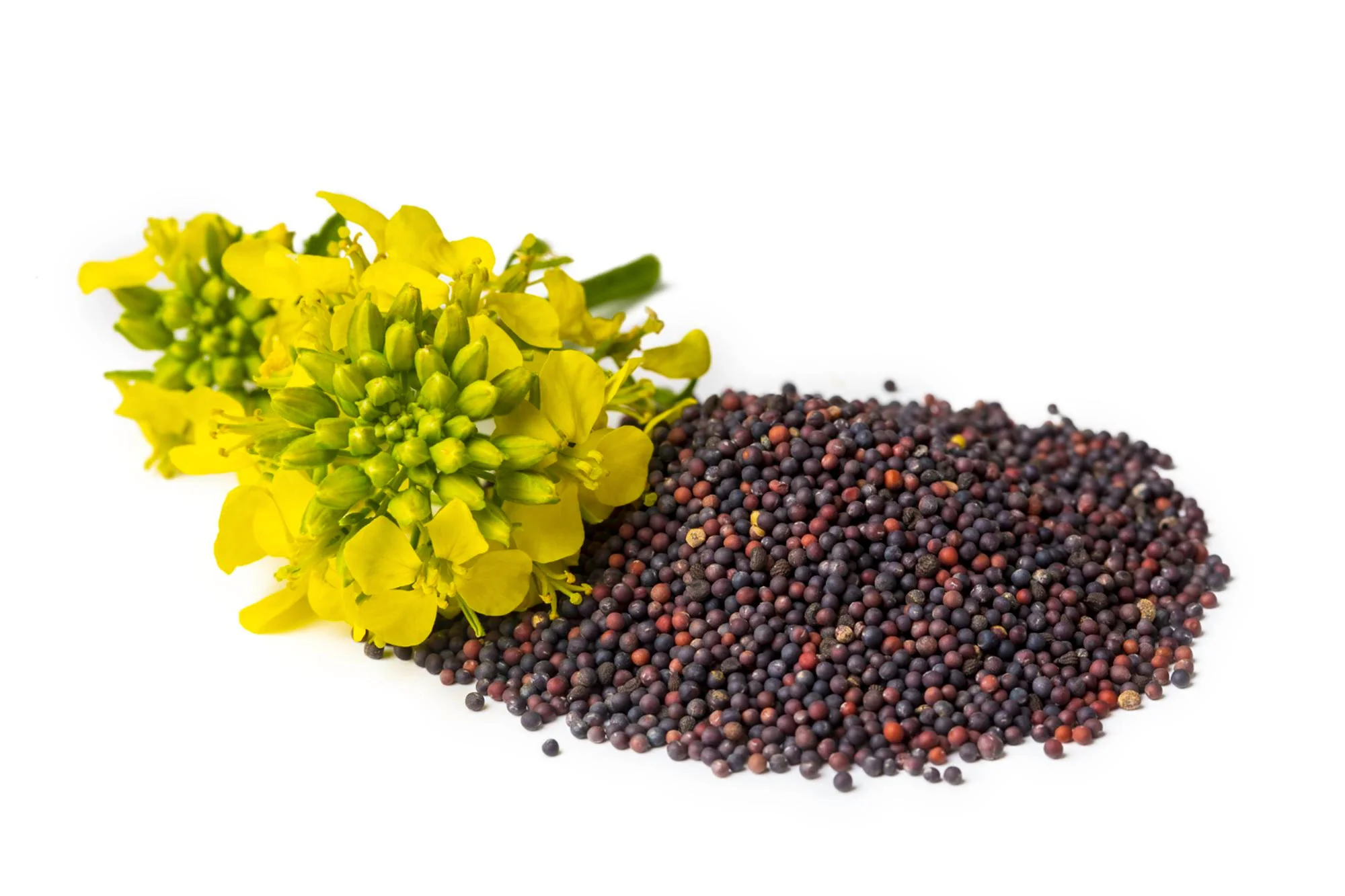 Mustard oil processing