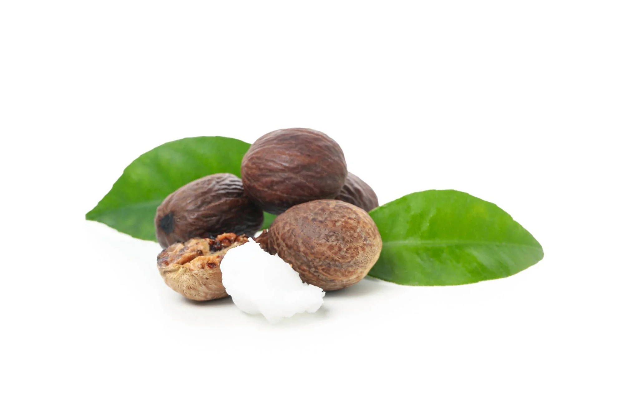 Shea oil processing