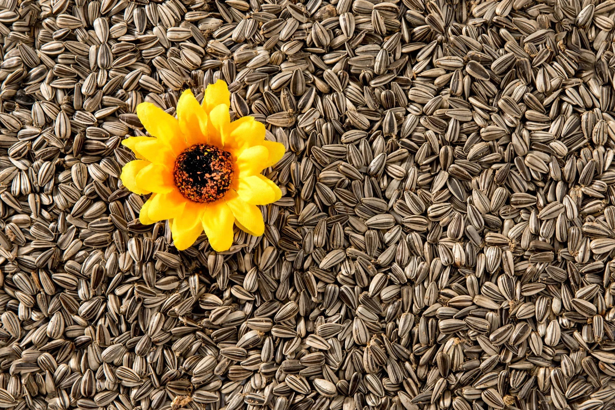 Sunflower oil processing